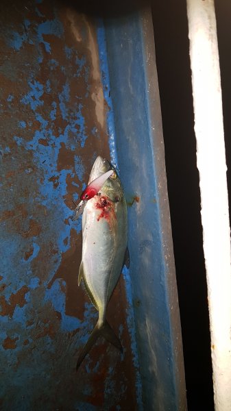 IMG-20190611-WA0008.jpeg