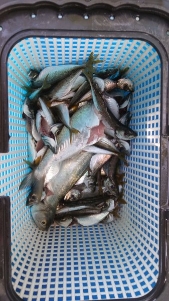 IMG-20190617-WA0001.jpeg