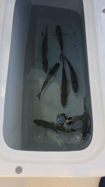 IMG-20251116-WA0012.jpeg