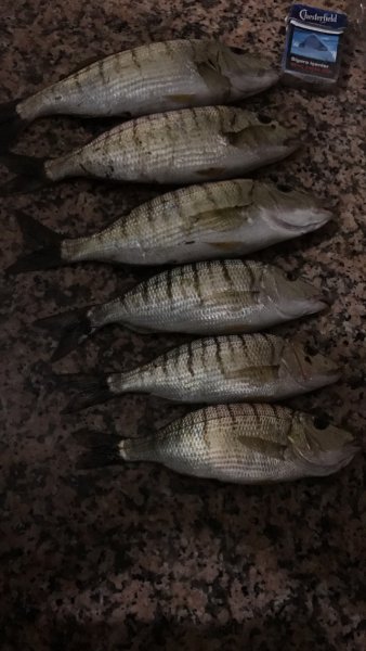 IMG_0019.JPG