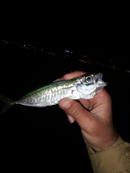 IMG_20191201_190650.jpg