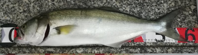 IMG_20201010_081242.jpg