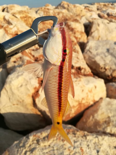 IMG_20201204_090135.jpg