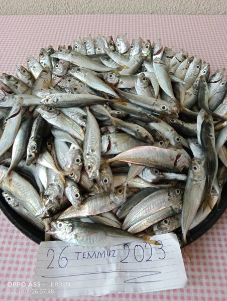 sil1.jpg